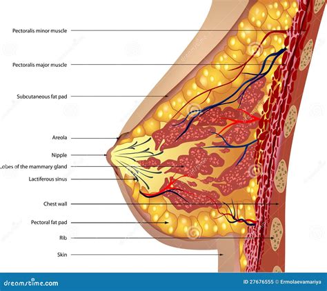 Schematische weergave van de anatomie van de borst en hoe melkproductie werkt.