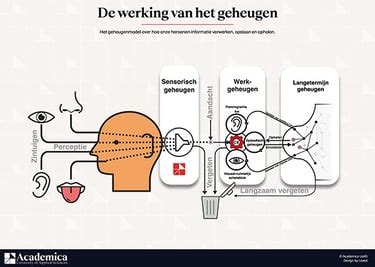 Visuele weergave van de ontwikkeling van het geheugen bij peuters.