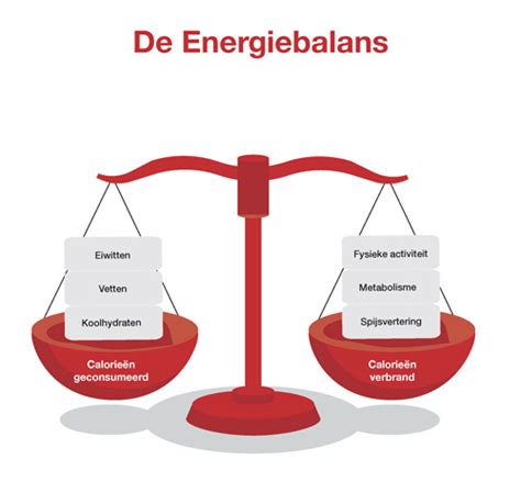 Schema van de energiebalans van een melkkoe tijdens de lactatie