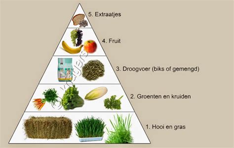 afbeelding van diverse soorten veilig groenvoer en fruit voor konijnen