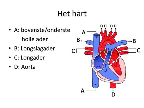 Illustratie van de anatomie van de onderste holle ader en de druk van de baarmoeder tijdens zwangerschap