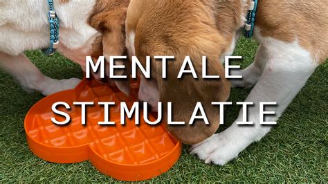 Infographic die het verschil tussen fysieke en mentale stimulatie bij honden laat zien.