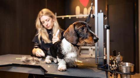Foto van een schone en professionele trimsalon met diverse honden