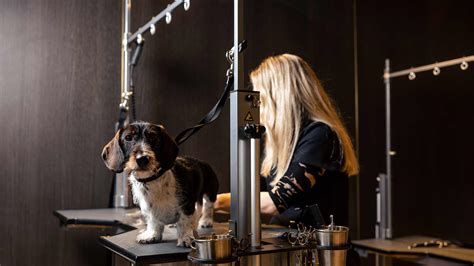 Infographic met de verschillende trimdiensten die Trimsalon Black and White aanbiedt