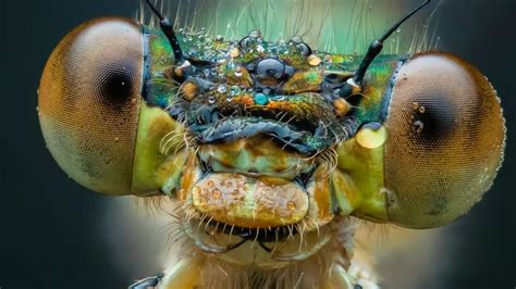 Collage van verschillende riso prints met insecten, ijsjes en abstracte patronen.