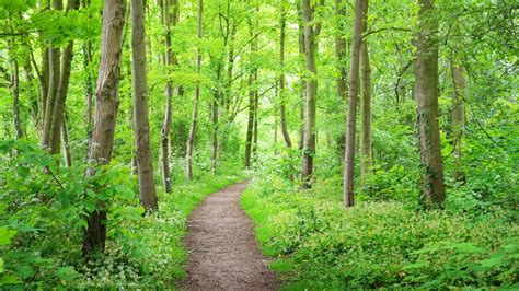 Een pad dat door een bloeiend bos loopt, met zonlicht dat door de bladeren filtert