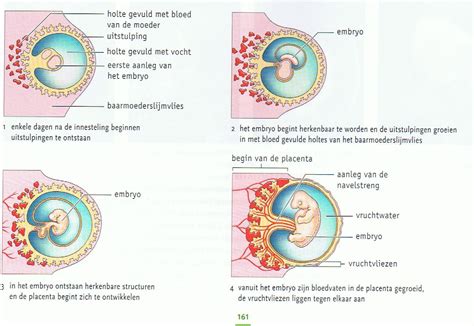 schematische weergave van de ontwikkeling van de placenta in de baarmoeder