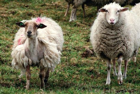 schaap geknutseld met macaroni als vacht