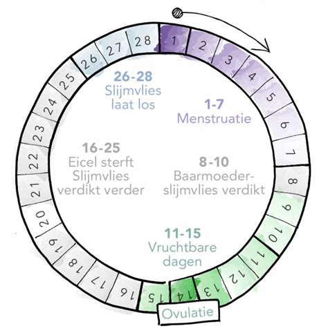 Schema van de menstruatiecyclus met de verschillende fasen en de timing van de eisprong.