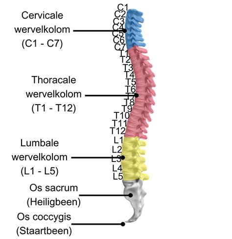 Illustratie van een baby's wervelkolom, om het belang van foliumzuur voor de ontwikkeling van het zenuwstelsel te benadrukken.