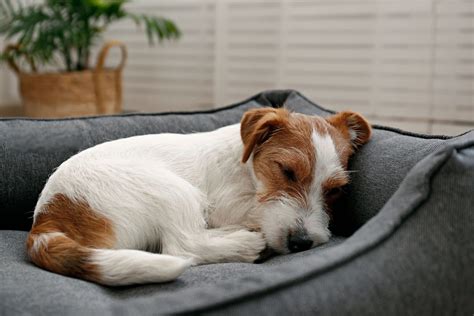 Illustratie van een oudere hond die comfortabel rust op een zachte mand.