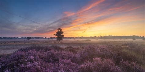 Een schaapskudde graast op een heideveld in Drenthe, met op de achtergrond een breed wandelpad.