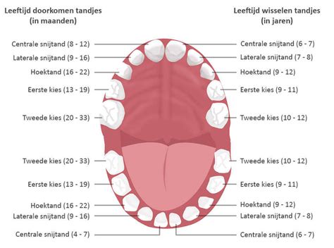 Schema met de gemiddelde volgorde en leeftijd van het doorkomen van melktanden bij baby's.