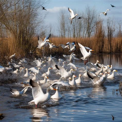 Verschillende watervogels die leven in de Randmeren