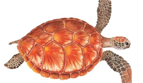 Illustratie van een schildpad met benoeming van carapax en plastron