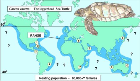 Wereldkaart met aangegeven leefgebieden van schildpadden