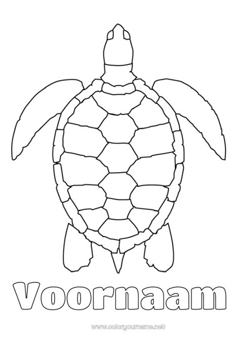Gedetailleerde anatomische tekening van een schildpad