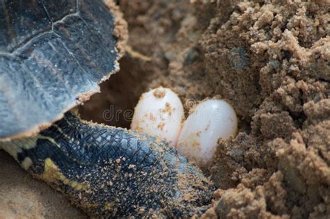 Illustratie van een vrouwelijke schildpad die een nest graaft