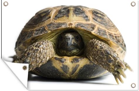 Close-up van de kop van een schildpad met snavelachtige bek