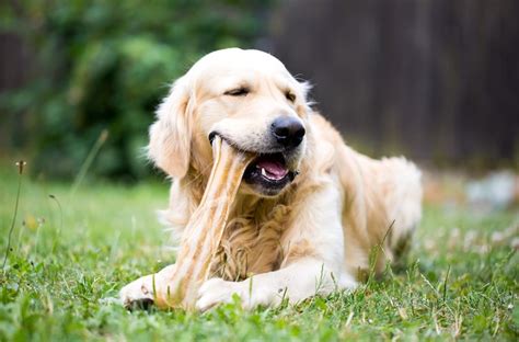 Een hond die stevig op een bijtbestendig speeltje kauwt
