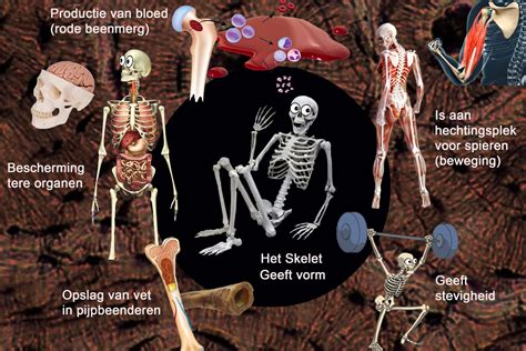 infographic die de verschillende functies van zink in het menselijk lichaam toont
