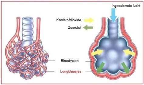 Diagram dat de anatomie van de longblaasjes en de rol van surfactant illustreert.