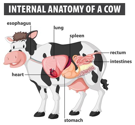 Illustratie van de anatomie van een uier met spenen bij een koe