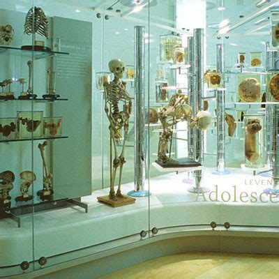 Interieur van het Anatomisch Museum Nijmegen met vitrines vol preparaten