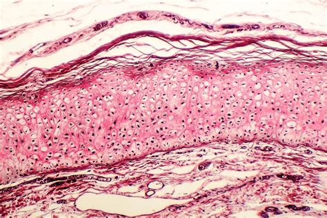 Microscopische afbeelding van gekweekt kraakbeenweefsel