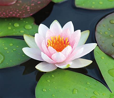 een tattoo-ontwerp van een waterlelie