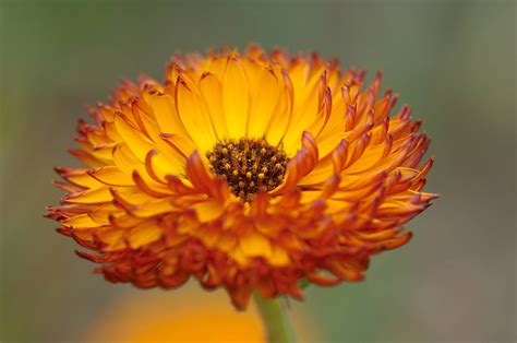 een tattoo-ontwerp van een goudsbloem