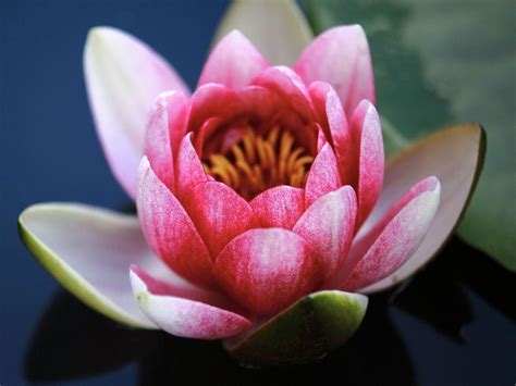 een tattoo-ontwerp van een lotusbloem die uit modder oprijst