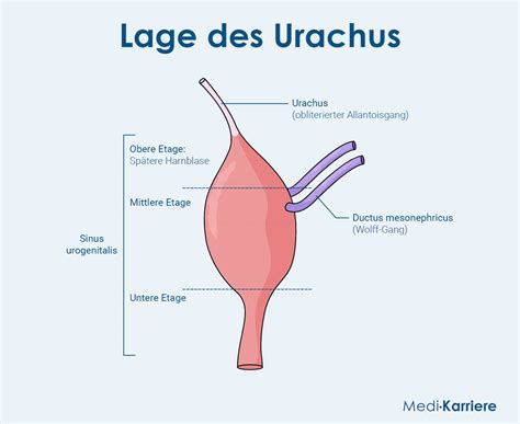 Illustratie van de urachus die de foetale blaas verbindt met de navel.