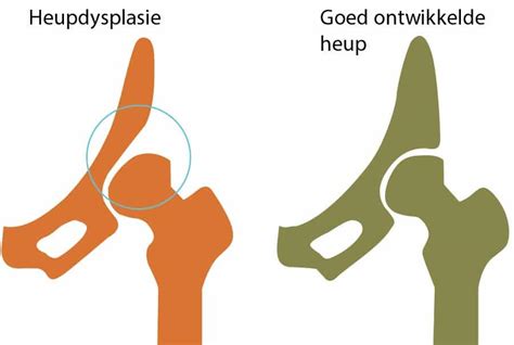 Infographic met de belangrijkste oorzaken van heupdysplasie: genetica, voeding en beweging.