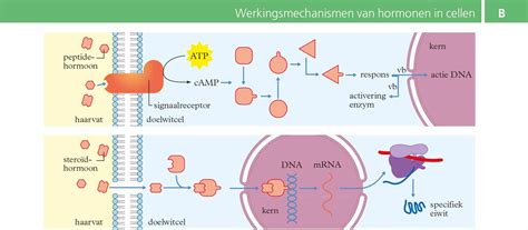 Schema van de mogelijke werkingsmechanismen van IVIG bij FNAIT.