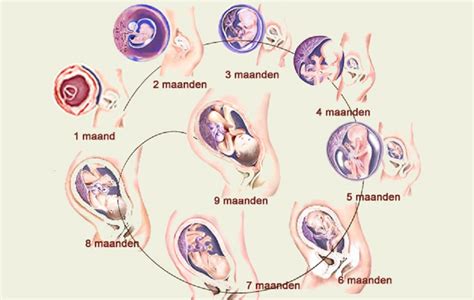 Schema van de fasen van prenatale onderzoeken tijdens de zwangerschap
