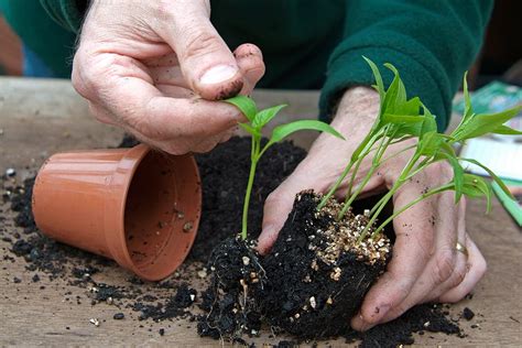 Gedetailleerde illustratie van het verspenen van een tomatenzaailing, met de nadruk op het diep plaatsen van de stengel.
