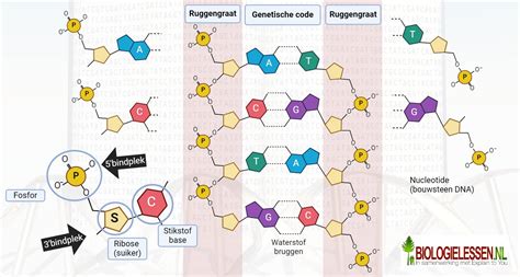 illustratie van DNA-structuur en metabole ziekte