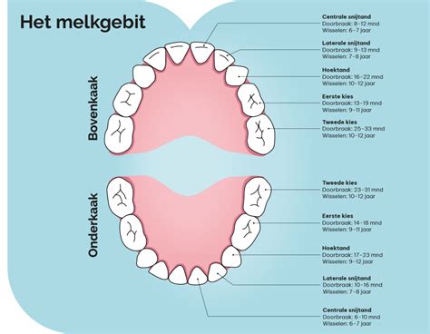 Infographic die de verschillende stadia van gebitsontwikkeling bij kinderen weergeeft, van melkgebit tot blijvend gebit.