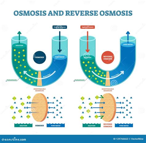 diagram dat het proces van omgekeerde osmose illustreert