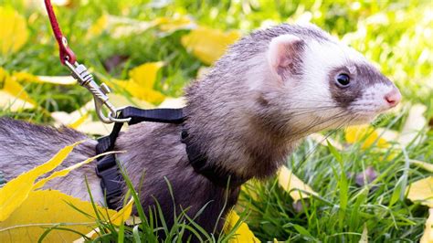 Foto van een huisdier met een tekstballon 