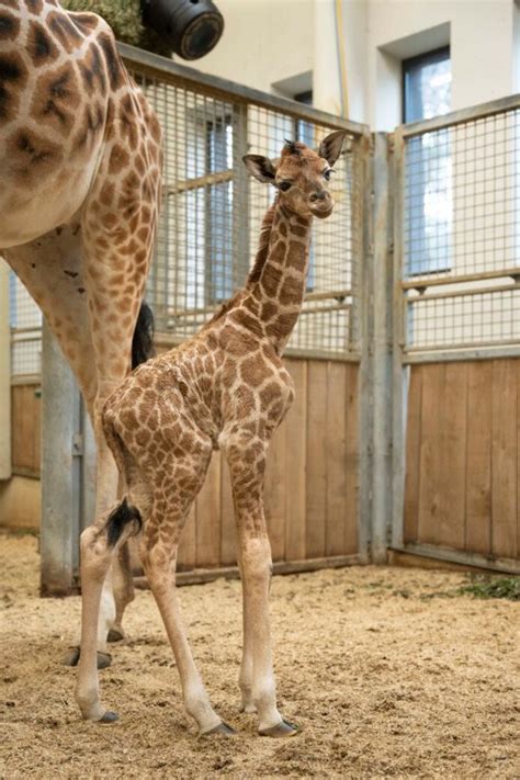 Een pasgeboren giraffe die opstaat, kort na de geboorte.