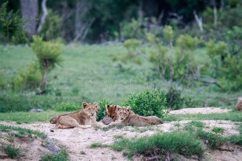 Een groep leeuwenwelpen die spelen onder toezicht van een volwassen leeuwin.