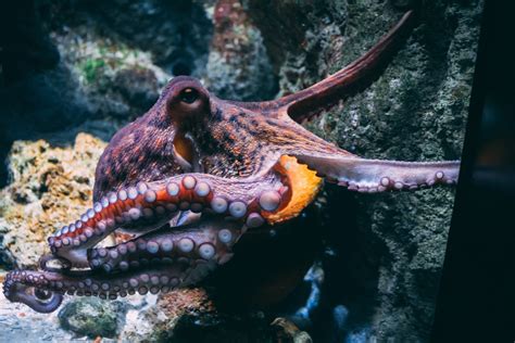 Een close-up van een octopus met zijn drie harten en blauwe bloed.