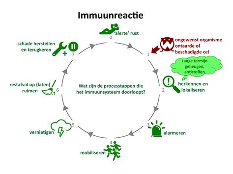 Diagram dat het concept van 'getrainde immuniteit' illustreert, waarbij het immuunsysteem wordt voorbereid op een bredere reeks infecties.