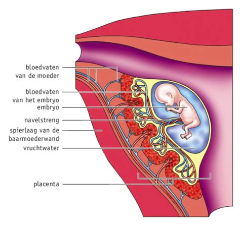 Illustratie van een foetus in de baarmoeder, met nadruk op de navelstreng en de ontwikkeling van ledematen.