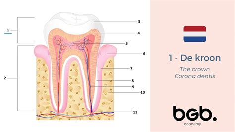 illustratie van een mondabces rondom een tand