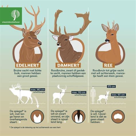 schema dat het verschil tussen een tandabces en een tandvleesabces toont
