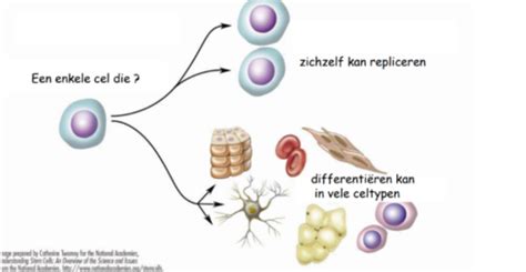 Illustratie van verschillende typen stamcellen en hun differentiatiemogelijkheden.