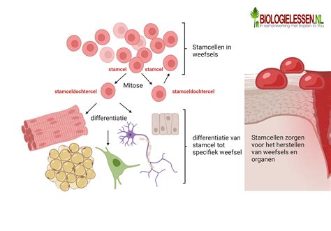 Infographic die de potentiële therapeutische toepassingen van stamcellen illustreert.
